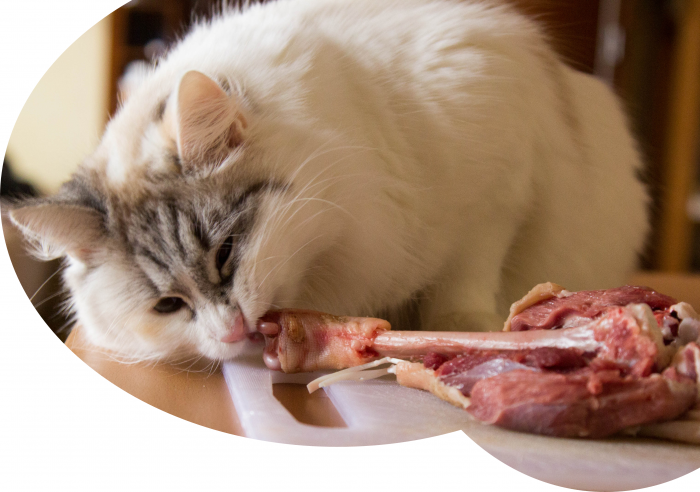 Porównanie karm dla kotów, BARFa i Whole Prey