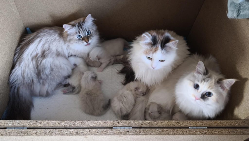 hodowla kotów syberyjskich