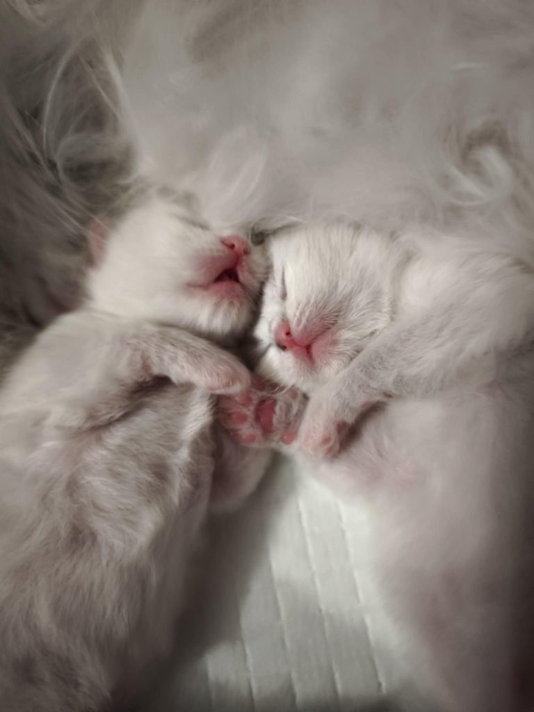 hodowla kotów syberyjskich