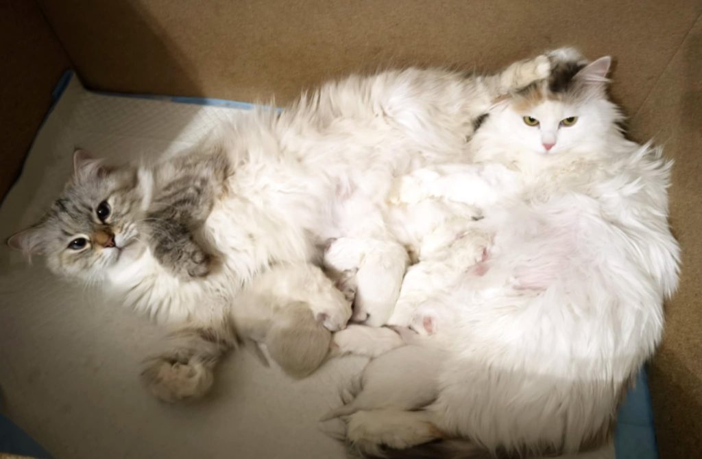 hodowla kotów syberyjskich