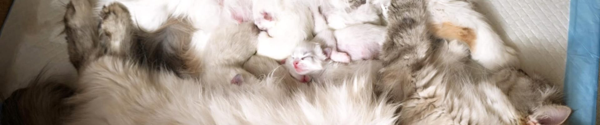 Nowe kocięta na świecie!!!