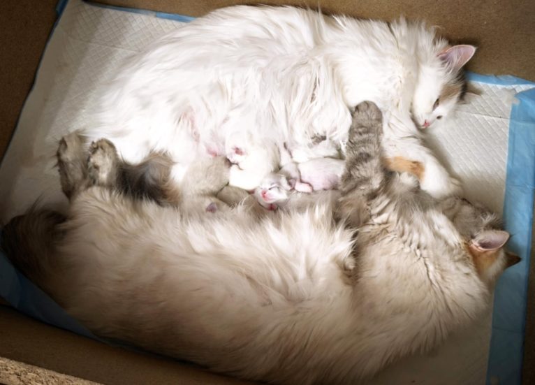 Nowe kocięta na świecie!!!